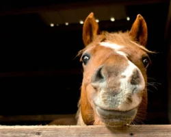 Моргин Стейси и Фатин Шаббар обсуждают терапию с лошадьми для детей morgin stejsi i fatin shabbar obsuzhdayut terapiyu s loshadmi dlya detej-t-nw-ru-0