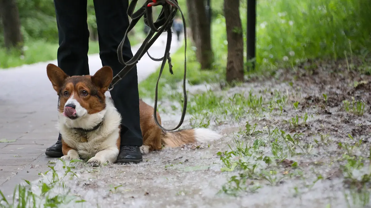 Чем опасен тополиный пух