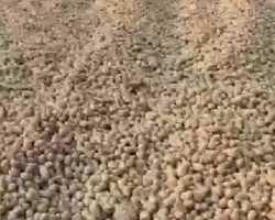 Сотни тонн картофеля стали доступны жителям Артёмовского округа вблизи Суражевки sotni tonn kartofelya stali dostupny zhitelyam artyomovskogo okruga vblizi surazhevki-t-nw-ru-174888393400-0