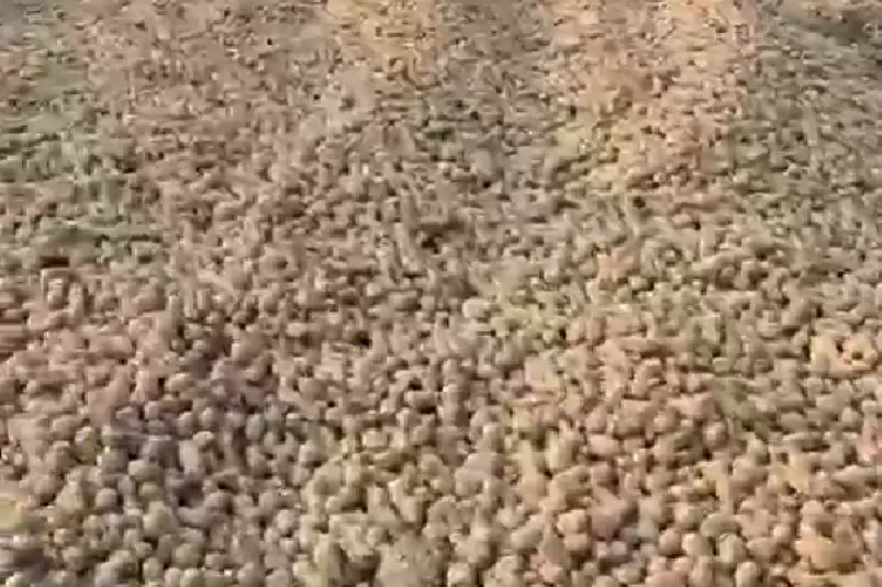 В поле в Приморье выкинули тонны картофеля скрин видео из Telegram-канала (18+) newsPrimorie