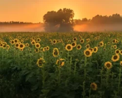 afinogen 29 iyulya sposobstvuet sohraneniyu garmonii v seme-t-nw-ru-0