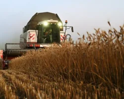 Росстат и Минсельхоз обсуждают перспективы экспорта зерна в 2025 году rosstat i minselhoz obsuzhdayut perspektivy eksporta zerna v 2025 godu-t-nw-ru-0