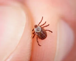 infekczionist vladimir neronov delitsya lajfhakami dlya dachnikov protiv kleshhej-t-nw-ru-0