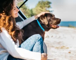 Москва, Ленинградская и Свердловская области лидируют в путешествиях с питомцами moskva leningradskaya i sverdlovskaya oblasti lidiruyut v puteshestviyah s pitomczami-t-nw-ru-0