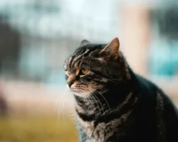 Открытие Эдинбургского университета связано с кошачьей деменцией и болезнью Альцгеймера otkrytie edinburgskogo universiteta svyazano s koshachej demencziej i boleznyu alczgejmera-t-nw-ru-0