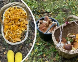 podmoskove raduet bogatym urozhaem belyh gribov podosinovikov i lisichek-t-nw-ru-0