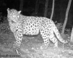 Удивительная история леопарда по имени Алекса на границе России и Китая udivitelnaya istoriya leoparda po imeni aleksa na granicze rossii i kitaya-t-nw-ru-0