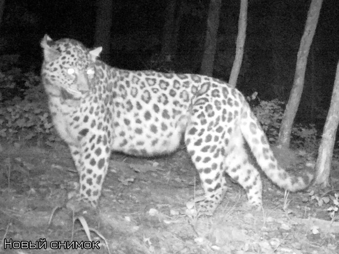 Удивительная история леопарда по имени Алекса на границе России и Китая-0