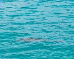 Удивительное возвращение дюгоней, хранителей моря, у рифов Южно-Китайского моря udivitelnoe vozvrashhenie dyugonej hranitelej morya u rifov yuzhnokitajskogo morya-t-nw-ru-0