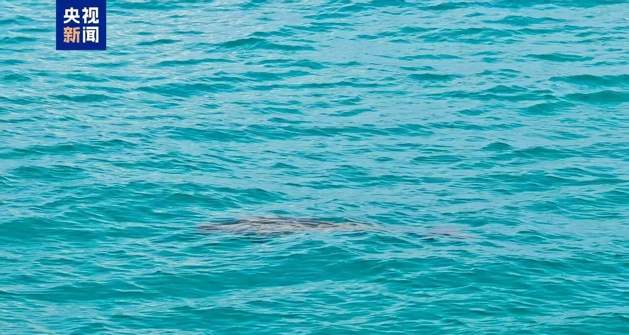 Удивительное возвращение дюгоней, хранителей моря, у рифов Южно-Китайского моря-0