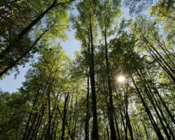 Асхат Каюмов рассказал грибникам Подмосковья о лосиных клещах ashat kayumov rasskazal gribnikam podmoskovya o losinyh kleshhah-t-nw-ru-0