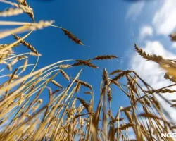 Экспортный успех Новосибирской области и мнение Калиниченко с Onyx eksportnyj uspeh novosibirskoj oblasti i mnenie kalinichenko s -t-nw-ru-0