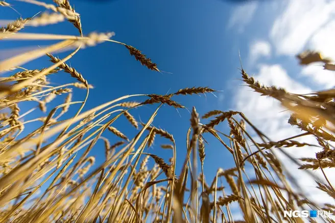 В Минсельхозе уверяют, что собранный объем зерна полностью обеспечивает внутренние потребности Новосибирской области | Источник: Александр Ощепков / NGS.RU
