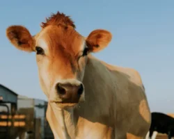 evgenij ivanov predstavlyaet innovaczii v pitanii korov iz nii zhivotnovodstva krasnoyarska-t-nw-ru-0