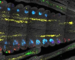 Исследование Дэвида Джексона CLAVATA3 и WUSCHEL в CSHL откроет путь к урожайной кукурузе issledovanie devida dzheksona 3 i v otkroet put k urozhajnoj kukuruze-t-nw-ru-0
