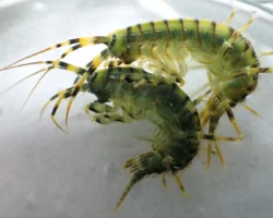 Максим Тимофеев и команда РНФ раскрывают секрет зимнего успеха Eulimnogammarus verrucosus maksim timofeev i komanda rnf raskryvayut sekret zimnego uspeha -t-nw-ru-0