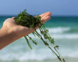 Мария Бердиева из Института цитологии РАН раскрыла гены Prorocentrum cordatum mariya berdieva iz instituta czitologii ran raskryla geny -t-nw-ru-0