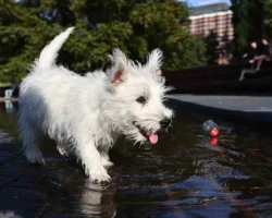 Метео прогнозирует солнечные выходные в Москве с температурой 23°C meteo prognoziruet solnechnye vyhodnye v moskve s temperaturoj 23-t-nw-ru-0