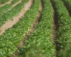 Никита Чаплин и Елена Спеценко делятся секретами осенних дачных работ nikita chaplin i elena speczenko delyatsya sekretami osennih dachnyh rabot-t-nw-ru-0