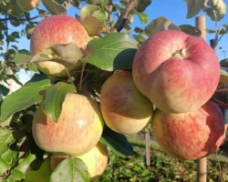 ТюмГУ и Константин Королёв разработали наночастицы оксида цинка для рекордов в урожайности tyumgu i konstantin korolyov razrabotali nanochasticzy oksida czinka dlya rekordov v urozhajnosti-t-nw-ru-0