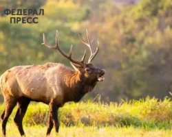 Вадим Костенников рассказал об инциденте с изюбрем в зоопитомнике «Амодово» под Читой vadim kostennikov rasskazal ob inczidente s izyubrem v zoopitomnike amodovo pod chitoj-t-nw-ru-0