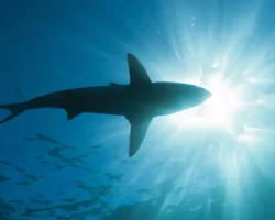 Виктория Ерина рассказывает о безопасных местах для отдыха с минимальным риском встречи с акулами viktoriya erina rasskazyvaet o bezopasnyh mestah dlya otdyha s minimalnym riskom vstrechi s akulami-t-nw-ru-0