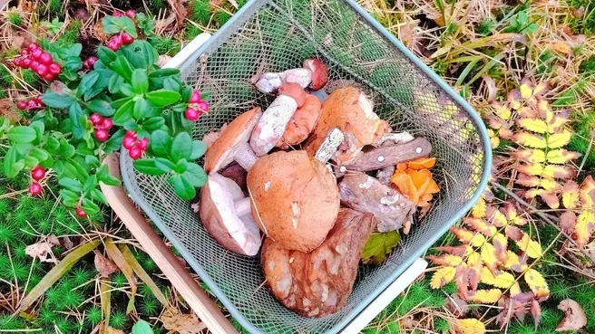 В лесах Раменского района есть и грибы, и брусника | Источник: Грибы и Грибники Подмосковья / Vk.com