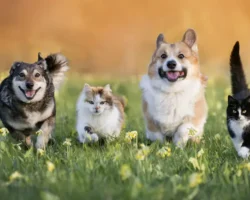 Алла Быстрова и Екатерина Тютюнникова рассказывают о защите прав владельцев домашних животных СК РФ alla bystrova i ekaterina tyutyunnikova rasskazyvayut o zashhite prav vladelczev domashnih zhivotnyh sk rf-t-nw-ru-0