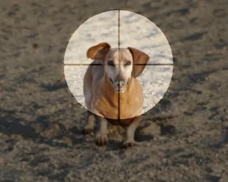 Григорий Балагуров дал советы по защите питомцев от догхантеров и улучшению безопасности grigorij balagurov dal sovety po zashhite pitomczev ot doghanterov i uluchsheniyu bezopasnosti-t-nw-ru-0