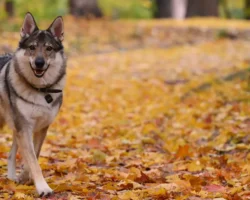 Известные эксперты прогнозируют теплую и мягкую осень в Москве izvestnye eksperty prognoziruyut tepluyu i myagkuyu osen v moskve-t-nw-ru-0