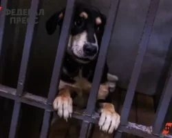 К 2028 году в Самаре и Тольятти планируют открыть современные приюты k 2028 godu v samare i tolyatti planiruyut otkryt sovremennye priyuty-t-nw-ru-0