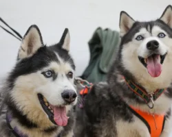 moskvichi okazyvayut pomoshh priyutam dlya zhivotnyh cherez mosvolonter i dobroe mesto-t-nw-ru-0