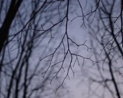 usolczevy iz krasnoyarskogo kraya prodolzhayut poiski s novoj nadezhdoj-t-nw-ru-0