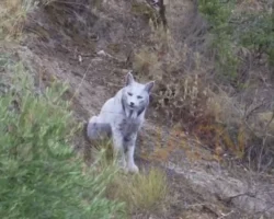 В Испании и Приморском крае сделаны удивительные открытия о животных v ispanii i primorskom krae sdelany udivitelnye otkrytiya o zhivotnyh-t-nw-ru-0