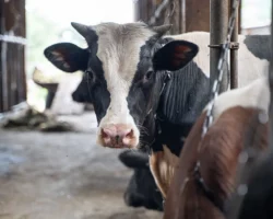 Брянский суд обязал мясную компанию возместить ущерб водителю Fiat за ДТП с коровой bryanskij sud obyazal myasnuyu kompaniyu vozmestit ushherb voditelyu za dtp s korovoj-t-nw-ru-0