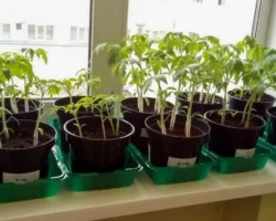 mariya maleva i kollegi iz uralskogo federalnogo universiteta o roli bakterij v vyzhivanii rastenij-t-nw-ru-0