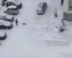 Необычные встречи животных с людьми в Новосибирске, Японии и Индии neobychnye vstrechi zhivotnyh s lyudmi v novosibirske yaponii i indii-t-nw-ru-0