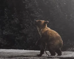 Палеонтологи РАН открыли гигантского медведя уракан Борисяка в Ставрополье paleontologi ran otkryli gigantskogo medvedya urakan borisyaka v stavropole-t-nw-ru-0