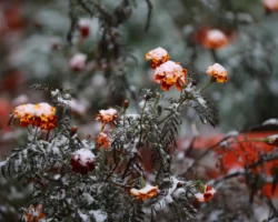 Первый снег ноября во Владивостоке стал нежным чудом для горожан pervyj sneg noyabrya vo vladivostoke stal nezhnym chudom dlya gorozhan-t-nw-ru-0