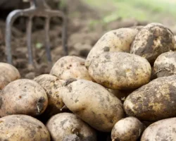 pnipu delitsya sekretami hraneniya ovoshhej dlya zimnego sohraneniya urozhaya-t-nw-ru-0