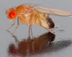 Потомки мух-дрозофил с «Бион-М № 2» отправятся на МКС на корабле «Союз МС-28» potomki muhdrozofil s bionm 2 otpravyatsya na mks na korable soyuz ms28-t-nw-ru-0