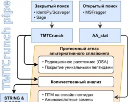 Российские ученые создали алгоритм для поиска белков-мишеней при болезни Альцгеймера rossijskie uchenye sozdali algoritm dlya poiska belkovmishenej pri bolezni alczgejmera-t-nw-ru-0