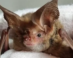 spasateli pomogli letuchej myshi v kondiczionere moskovskoj kvartiry-t-nw-ru-0