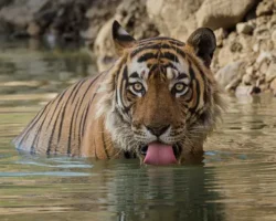 tapas haldar i gopal rasskazyvayut o vstreche s bengalskim tigrom v sundarban-t-nw-ru-0