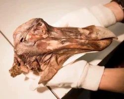 Ученые Оксфордского университета раскрыли тайны дронта с Маврикия uchenye oksfordskogo universiteta raskryli tajny dronta s mavrikiya-t-nw-ru-0