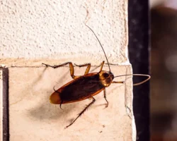 upravlenie obrazovaniya usililo kontrol v shkolnyh stolovyh sanktpeterburga i buryatii-t-nw-ru-0