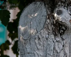 В Рязани МБУ «УДТ» проводит масштабную защиту деревьев от зимних стрессов v ryazani mbu udt provodit masshtabnuyu zashhitu derevev ot zimnih stressov-t-nw-ru-0