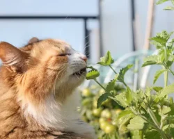 Верховная Рада в центре спора о русскоязычных котах и необычных законах verhovnaya rada v czentre spora o russkoyazychnyh kotah i neobychnyh zakonah-t-nw-ru-0