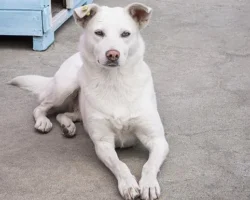 zhitelnicza saratova anzhelika postradala ot brodyachej sobaki i verit v vyzdorovlenie-t-nw-ru-0