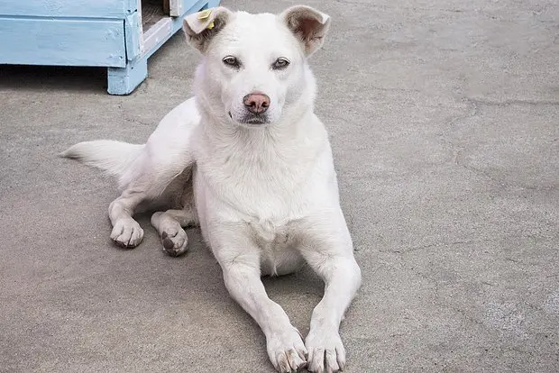 Вводная картинка